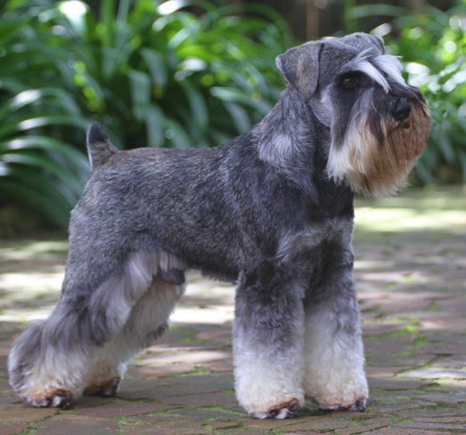Pet-Show